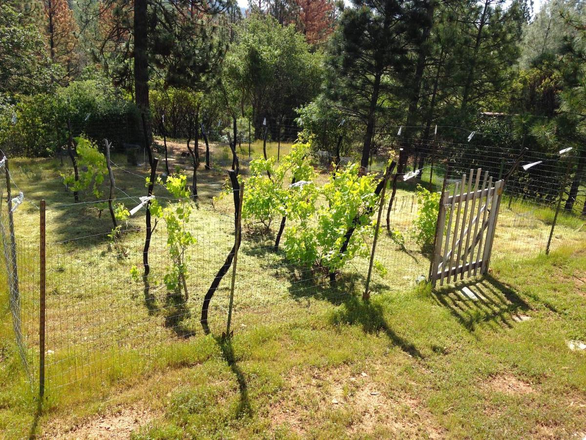Black Oak Hill Vista Near Yosemite - Mountain Views & Starry Night Sky