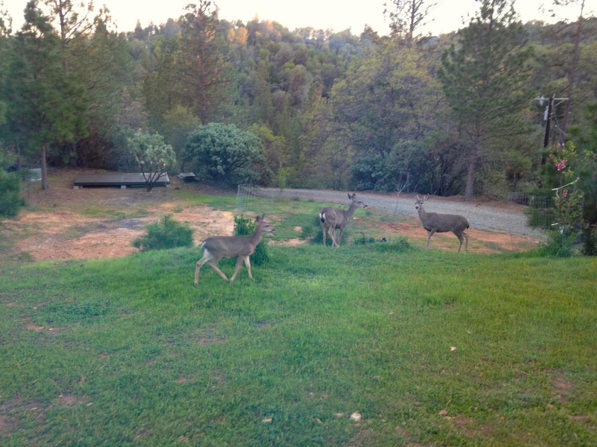 Black Oak Hill Vista Near Yosemite - Mountain Views & Starry Night Sky *